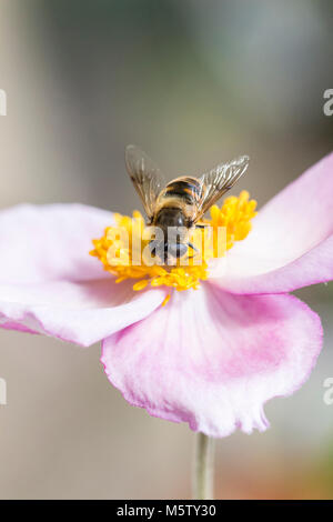 Une mouche de Drone sur une tête de fleur d'Anemone rose Banque D'Images