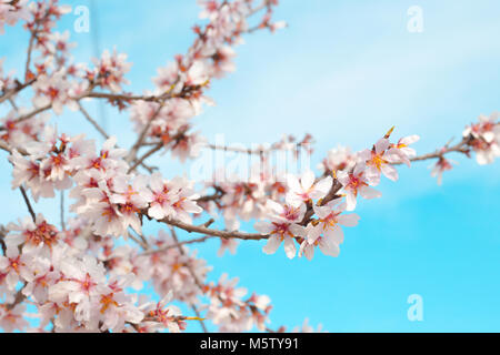 De belles fleurs d'amandier sur l'almont tree branch Banque D'Images