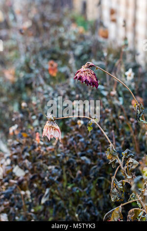 Dahlias mourir de retour après un frost Banque D'Images