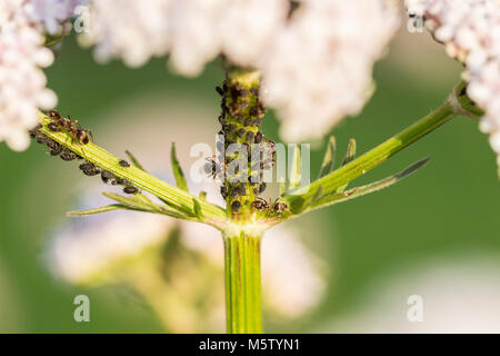 Pucerons sur tige de fleurs de valériane Banque D'Images