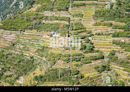 Vignobles en terrasses dans le Parc National des Cinque Terre au-dessus de Manarola, ligurie, italie Banque D'Images