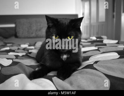 Mia aime à se coucher sur le lit. Vous pouvez voir comment elle est timide. Banque D'Images