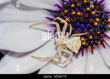 Araignée crabe blanc,Thomisus onustus ., sur une fleur, blue-eyed daisy, Catalogne, Espagne Banque D'Images