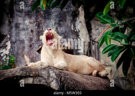 Femme lion blanc. Un livre blanc liones Banque D'Images