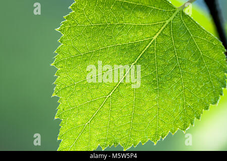 Vert feuille humide d'un bouleau close up macro. green spring leaves on tree in forest Banque D'Images