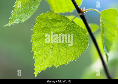 Vert feuille humide d'un bouleau close up macro. green spring leaves on tree in forest Banque D'Images