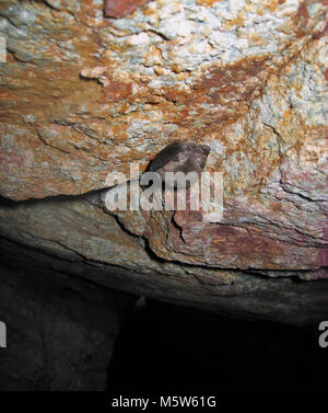 Townsends grande chauve-souris (Corynorhinus townsendii) . Banque D'Images