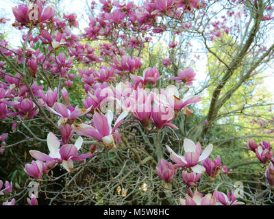 Près d'un arbre de printemps magnolia blossom Banque D'Images