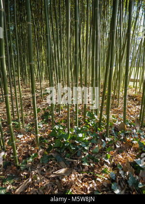 Portrait d'une forêt de bambou et de feuilles de lierre sur une journée ensoleillée Banque D'Images