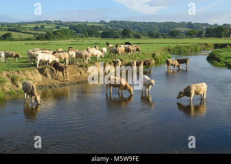 Troupeau de vaches sur les terres agricoles autour de river Ax près de ville de Axminster Devon Banque D'Images