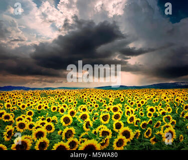 FR - Provence typique : champ de tournesols Banque D'Images