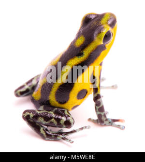 Poison dart frog, un amphibain avec jaune vibrant. La forêt tropicale, des animaux venimeux Oophaga pumilio isolé sur un fond blanc. Banque D'Images