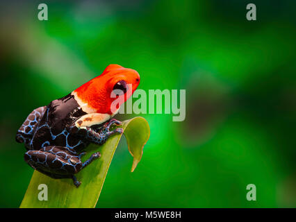 Tête rouge poison dart frog , ranitomeya fantastica. Un petit animal venimeux rainforest vivant dans la forêt amazonienne au Pérou. Banque D'Images