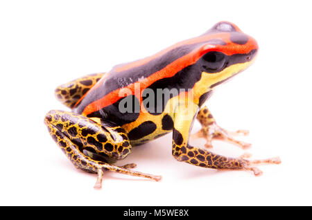 Poison dart frog ou flèches, Ranitomeya uakarii jambes dorées morph. Une Dendrobates de la forêt amazonienne au Pérou. Cet animal vit dans les régions tropicales Amaz Banque D'Images