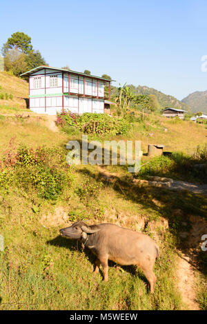 Kalaw : village, buffles d'eau, , l'État de Shan, Myanmar (Birmanie) Banque D'Images