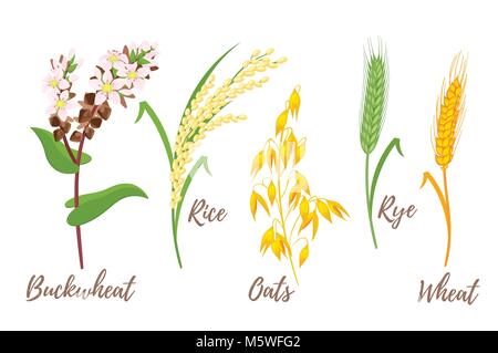 Vector cartoon style jeu de céréales - riz, sarrasin et d'avoine. Usine de grain isolé sur fond blanc. Illustration de Vecteur