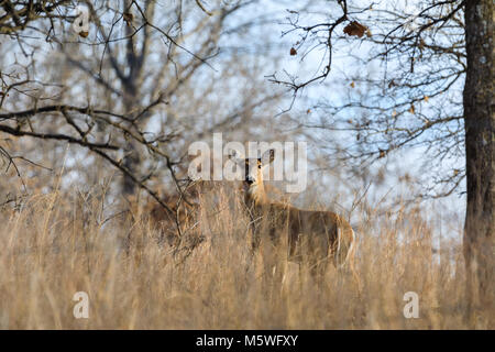 Un cerf de Virginie se tient dans les arbres à la Prairie de préserver en Pawhuska, New York, Février 2018 Banque D'Images