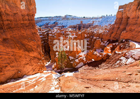 Zion National Park en hiver, Utah, USA Banque D'Images