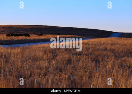 Bison américain jeter le long du paysage de la Prairie de préserver situé dans Pawhuska, New York Banque D'Images