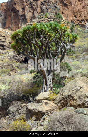 Arbre Dragon poussant dans gorge rock, Guia de Isora, Tenerife Banque D'Images
