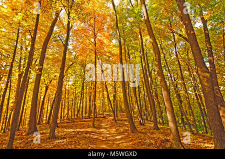 Sentier dans le parc d'état de Brown County au cours de l'automne Banque D'Images