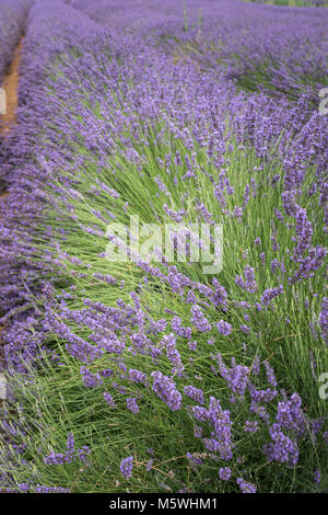 Champs de lavande Valensole Forcalquier Alpes de Haute Provence Provence-Alpes-Côte d'Azur France Banque D'Images