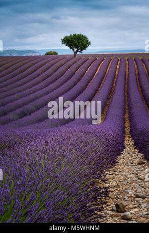 Les champs de lavande du Plateau de Valensole Forcalquier Alpes de Haute Provence Provence-Alpes-Côte d'Azur France Banque D'Images