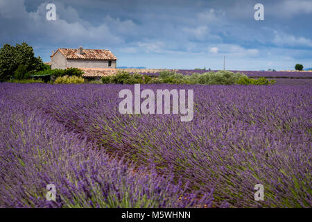 Les champs de lavande du Plateau de Valensole Forcalquier Alpes de Haute Provence Provence-Alpes-Côte d'Azur France Banque D'Images