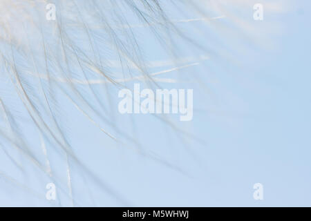 Feather contre le ciel bleu. Abstract detail background Banque D'Images