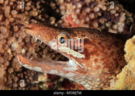 Close-up of a empêché-fin (aka Bartail Moray Moray, Gymnothorax zonipectis). Moalboal, Philippines Banque D'Images