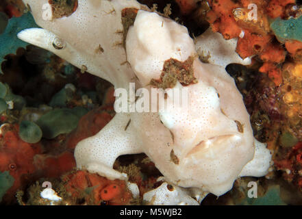 Poisson Grenouille Clown blanc (Antennarius maculatus, poisson grenouille verruqueux aka). Anilao, Philippines Banque D'Images