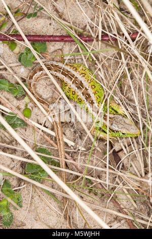 Lézard sable mâle, uk Banque D'Images