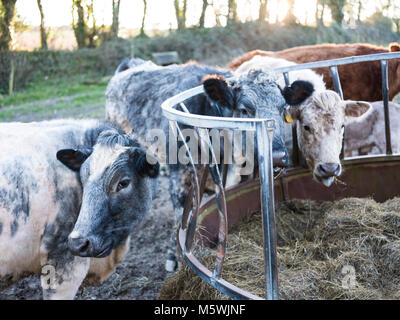 L'alimentation des vaches d'un creux Banque D'Images