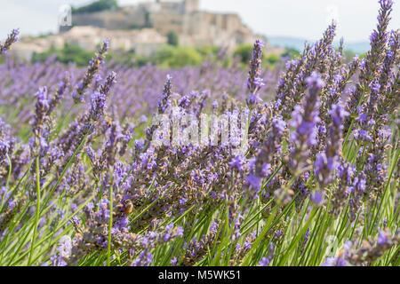 Champs de lavande Grignan Nyons Drôme Auvergne-Rhône-Alpes France Banque D'Images