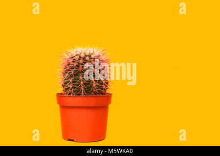 Cactus Rose. Art Gallery Design de mode. Stillife minimale. Concept sur fond jaune Banque D'Images