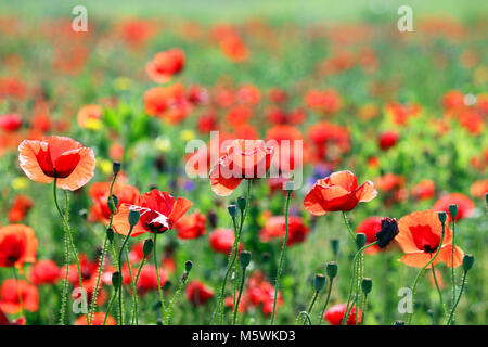 Pré des fleurs coquelicots rouges le matin de la saison du printemps Banque D'Images