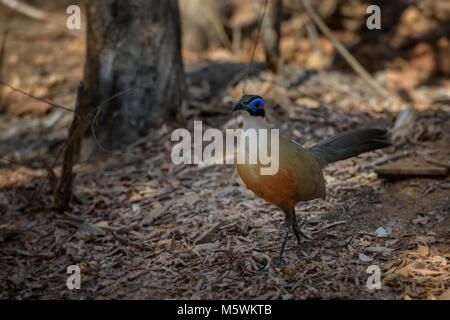 Giant Coua Coua gigas -, grand terrain d'oiseaux endémique dans l'Ouest de Madagascar forêt sèche. Blue head. Banque D'Images