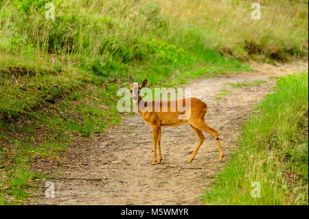 Debout cerfs timides sur un sentier à la lumière du jour en nature reserve Fischbeker Heide. Banque D'Images