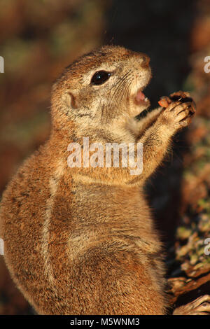 Un mignon Squirrel eating chips dans une réserve en Afrique du Sud Banque D'Images