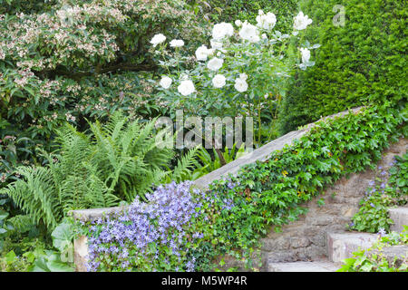 Jardin d'été avec des roses blanches, fleurs bleu vert fougère, lierre et escaliers en pierre d'escalade . Banque D'Images