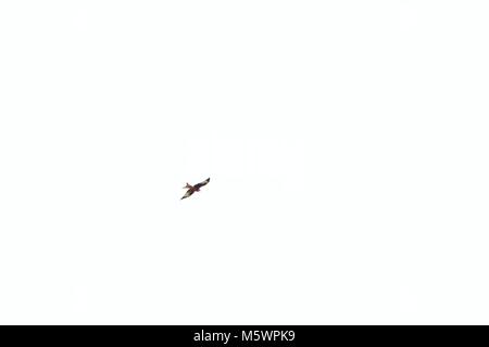 Le Cerf-volant rouge contre un ciel blanc Banque D'Images