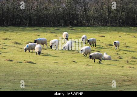 Des moutons paissant dans un champ au Royaume-Uni Banque D'Images