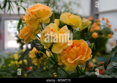 Très beau lit orange jaune rose pour le jardin Banque D'Images