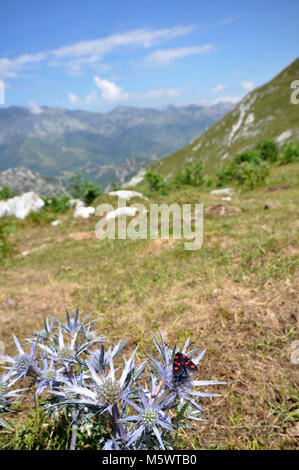 Vue sur les montagnes depuis les montagnes Cantabriennes, nord de l'Espagne. Premier plan des Rocheuses avec des plantes avec chaîne de montagnes, ciel bleu et nuages. Banque D'Images