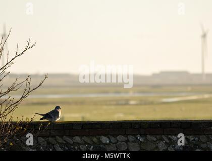 Vue sur les marais de la réserve naturelle d'Elmley, dans le Kent, avec un pigeon de bois perché sur un mur de briques au premier plan et une centrale électrique derrière Banque D'Images