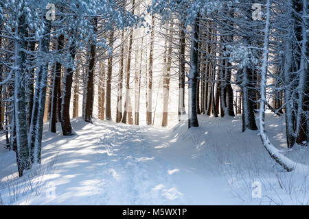 Les troncs des arbres couverts de neige en hiver forêt avec lumière magique, pays des merveilles d'hiver, le parc national de Vitosha, Bulgarie Banque D'Images