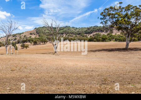 Les terres touchées par la sécheresse dans la partie supérieure de la Hunter Valley, Nouvelle-Galles du Sud, Australie. Banque D'Images