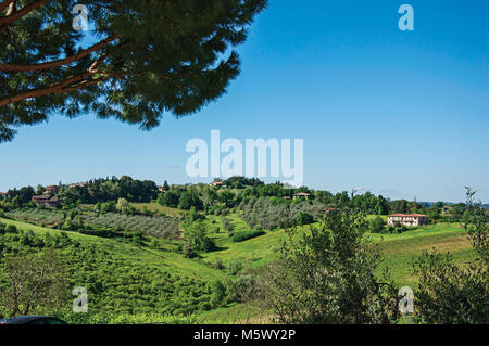 Oliviers et collines avec villa en haut dans la campagne toscane, une région traditionnelle et dans le centre de la péninsule italienne. Banque D'Images