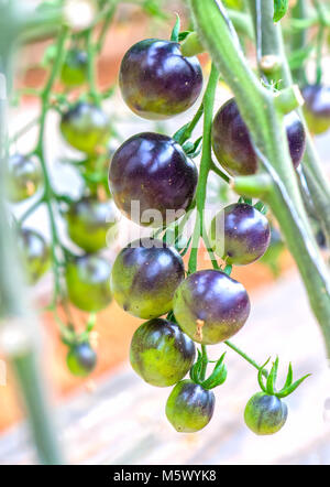 Indigo Rose Black Tomato vine ripe dans le jardin. Ce type produites à partir de tomates rouges et violets les tomates sont riches en anthocyanes, lente élevée en antioxydants Banque D'Images