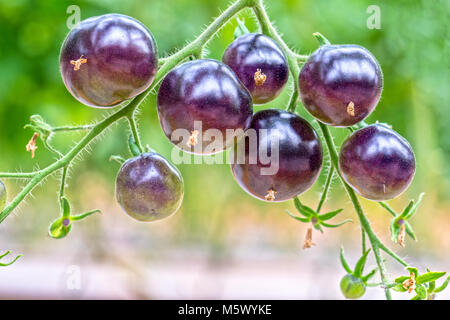 Indigo Rose Black Tomato vine ripe dans le jardin. Ce type produites à partir de tomates rouges et violets les tomates sont riches en anthocyanes, lente élevée en antioxydants Banque D'Images